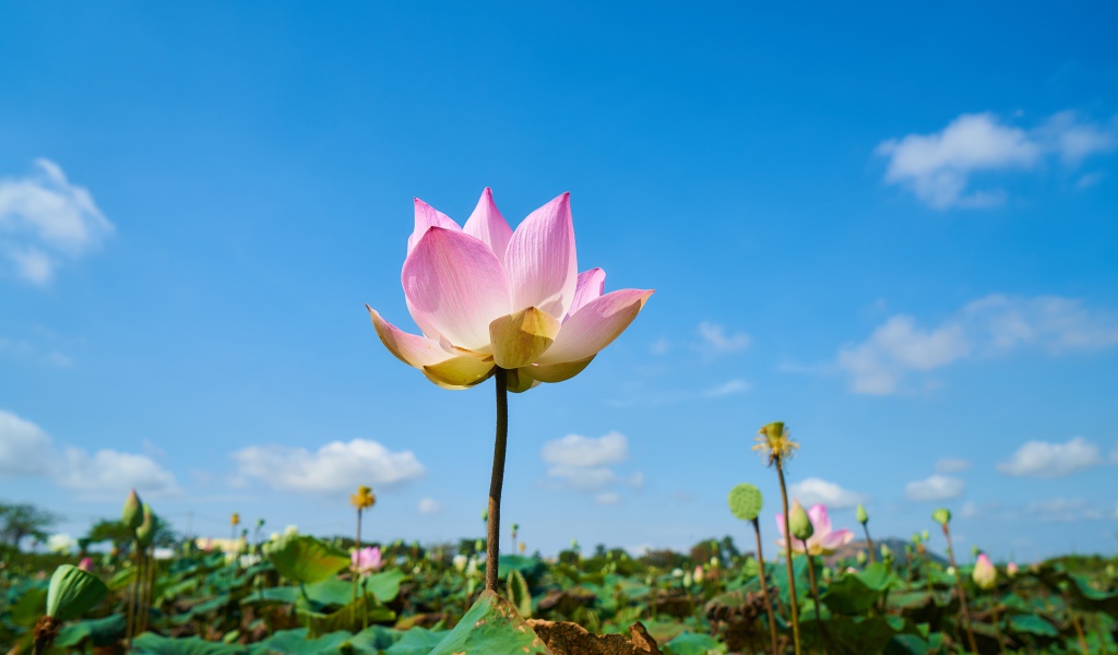 Нежный розовый цветок лотоса на фоне голубого неба