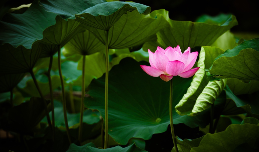 Delicate pink lotus flower in green leaves