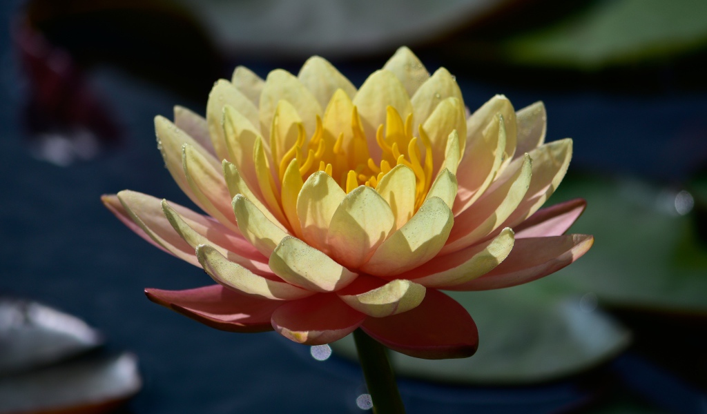 Нежный розовый цветок лотоса в лучах солнца