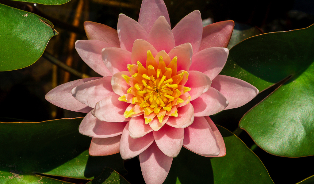 Нежный розовый цветок лотоса с зелеными листьями