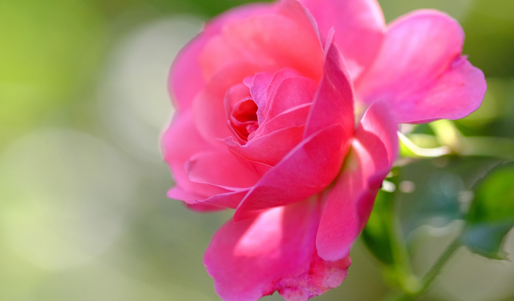 Delicate pink rose blooms in the garden