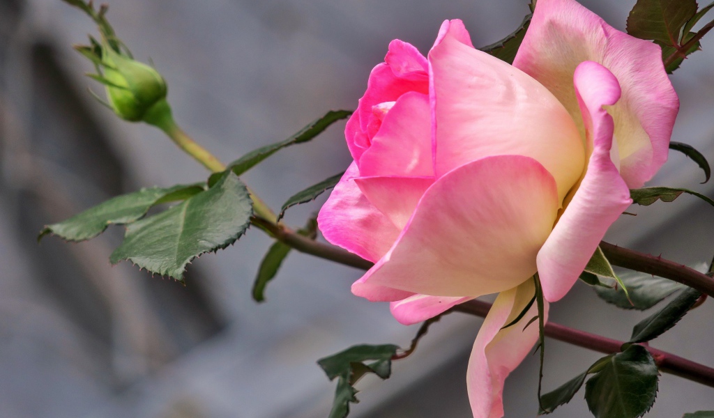 Нежная розовая роза с бутоном крупным планом