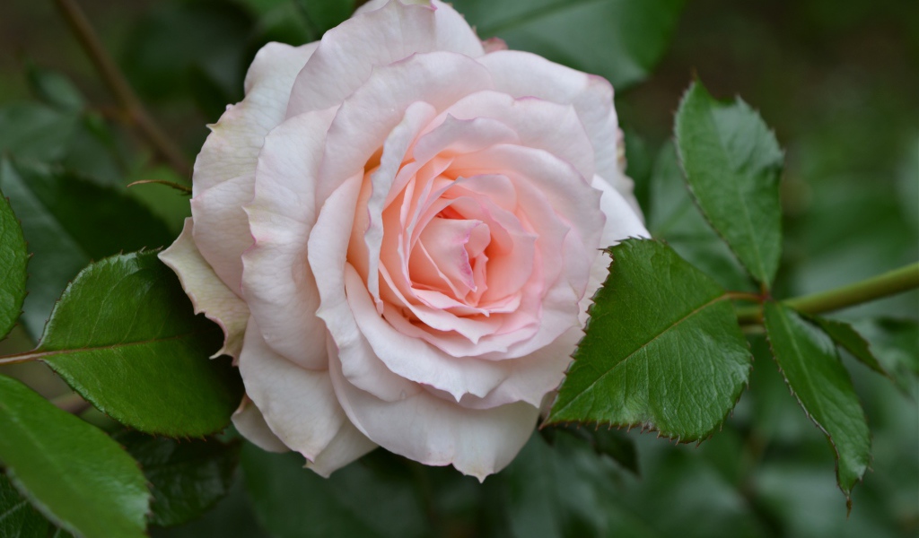 Нежная розовая роза с зелеными листьями крупным планом