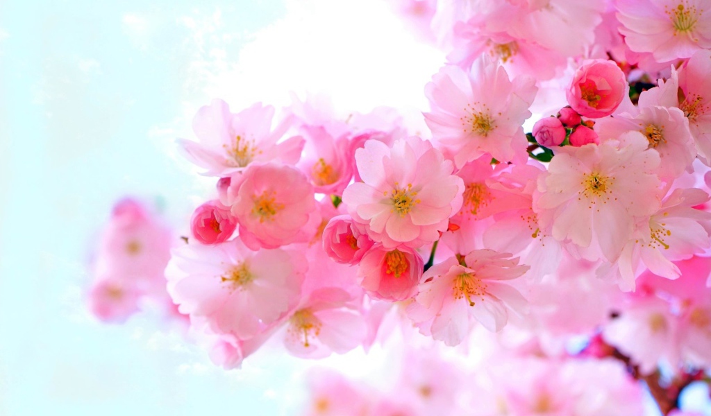 Нежные розовые весенние цветы крупным планом 