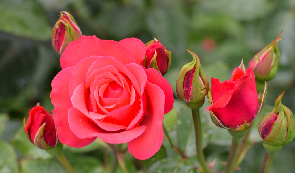 Нежная роза с бутонами крупным планом