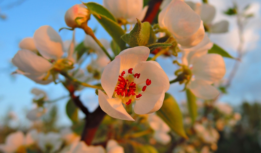 Нежные белые цветы яблони в лучах весеннего солнца