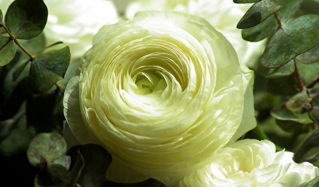 Нежный белый цветок лютика крупным планом