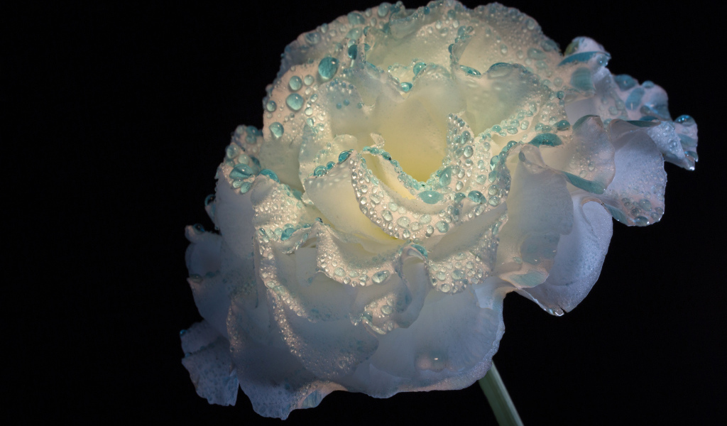 Нежный белый цветок в каплях росы на черном фоне