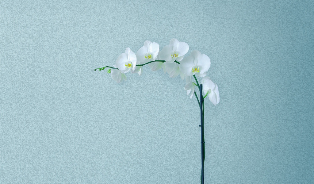 Нежная белая орхидея на сером фоне