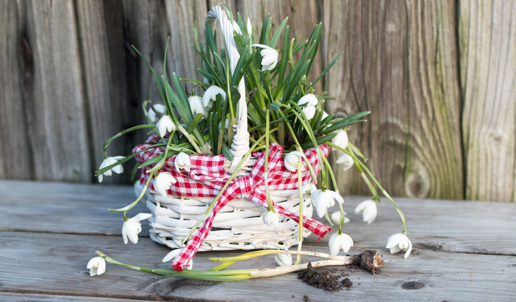Нежные белые весенние цветы подснежники в корзине