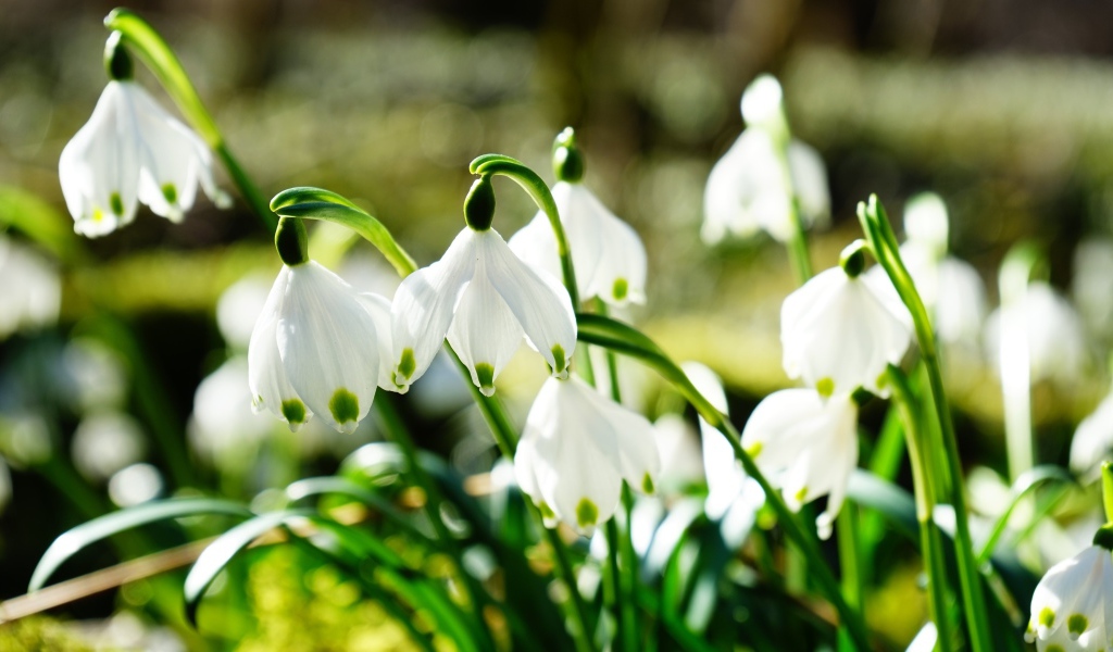 Нежные белые весенние первоцветы подснежники