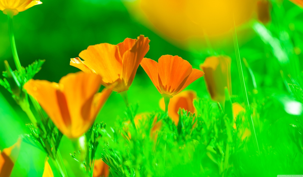 Нежные желтые цветы эшшольция