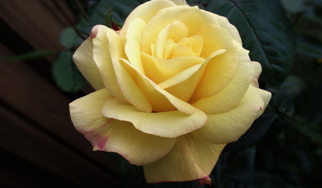 Нежная желтая роза крупным планом