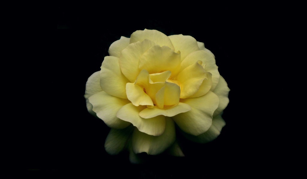 Нежная желтая роза на черном фоне