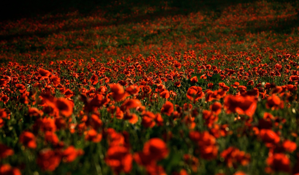 Поле с красными маками в лучах солнца летом