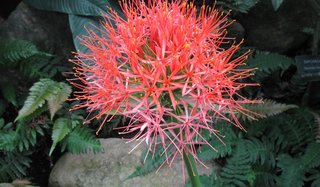 Мелкие розовые цветы папоротника