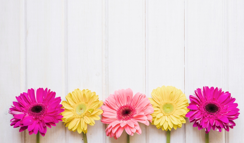 Пять разноцветных гербер на столе