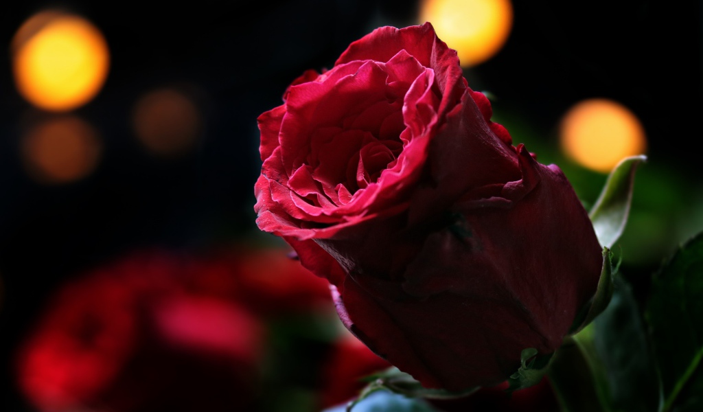 Цветок красивой красной розы крупным планом