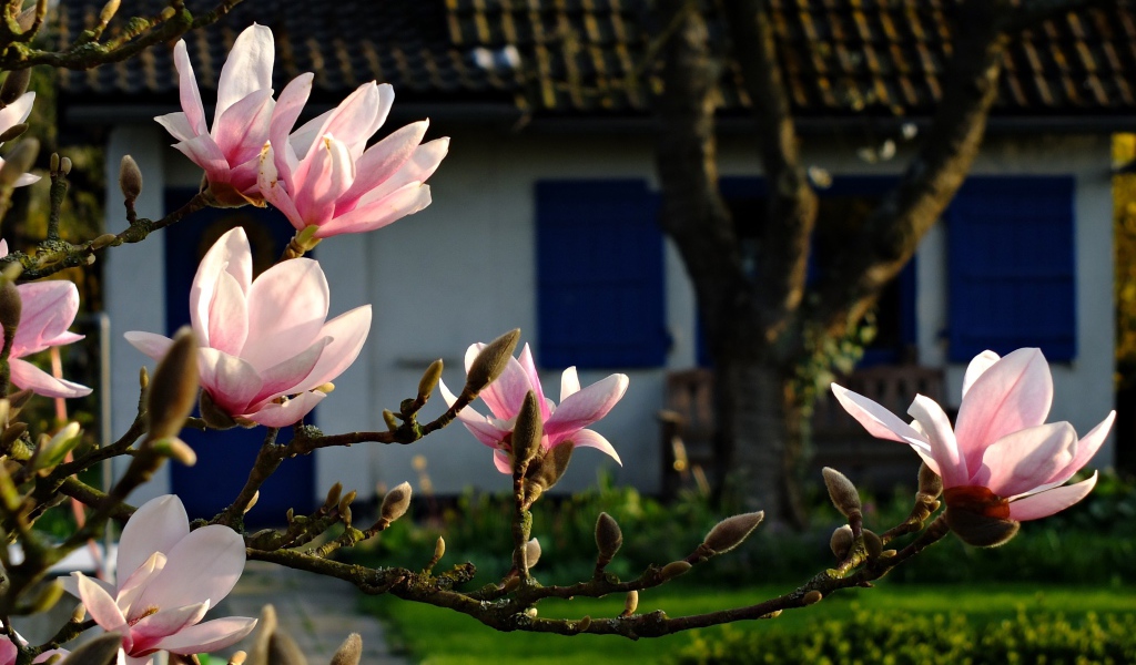 Цветущая ветка магнолии