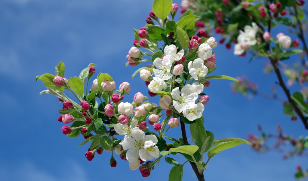 Цветущая весенняя ветка яблони