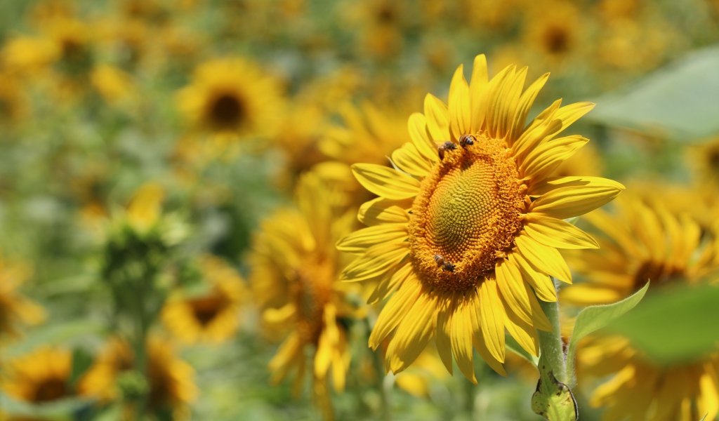 Цветы подсолнуха с пчелами на поле