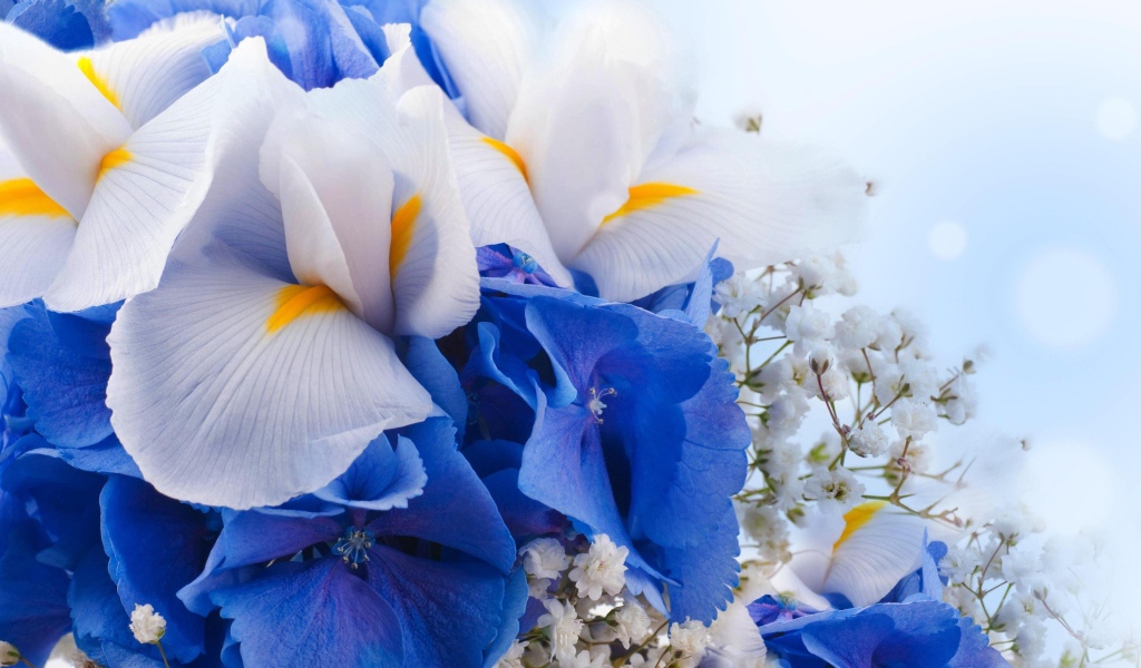 Цветы ириса, гортензии и гипсофилы крупным планом