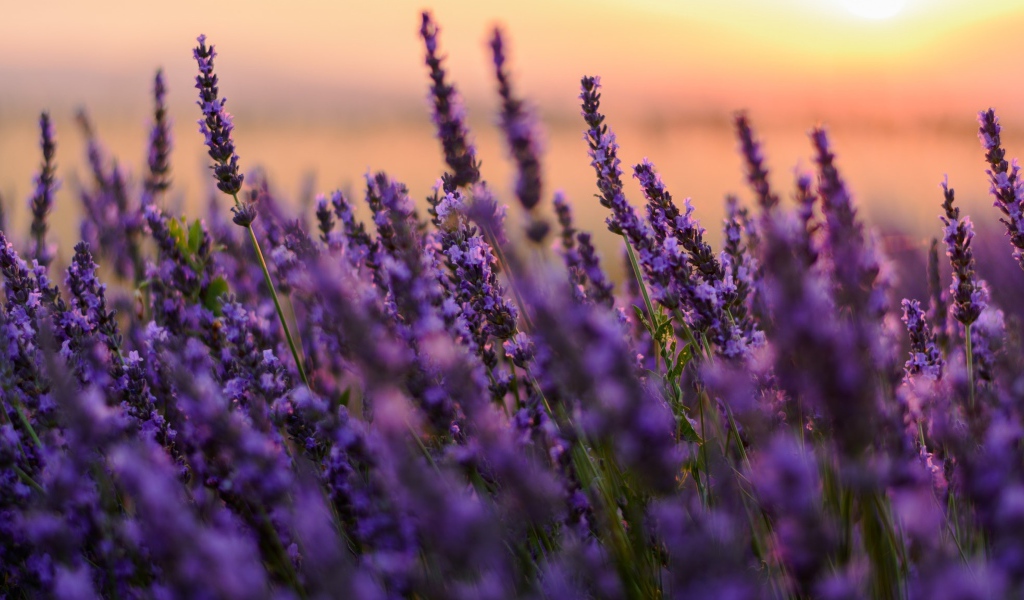 Цветы сиреневой лаванды на закате 
