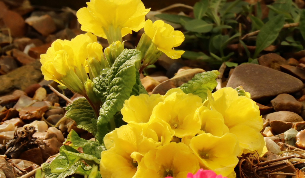 Цветы желтой примулы на камнях 