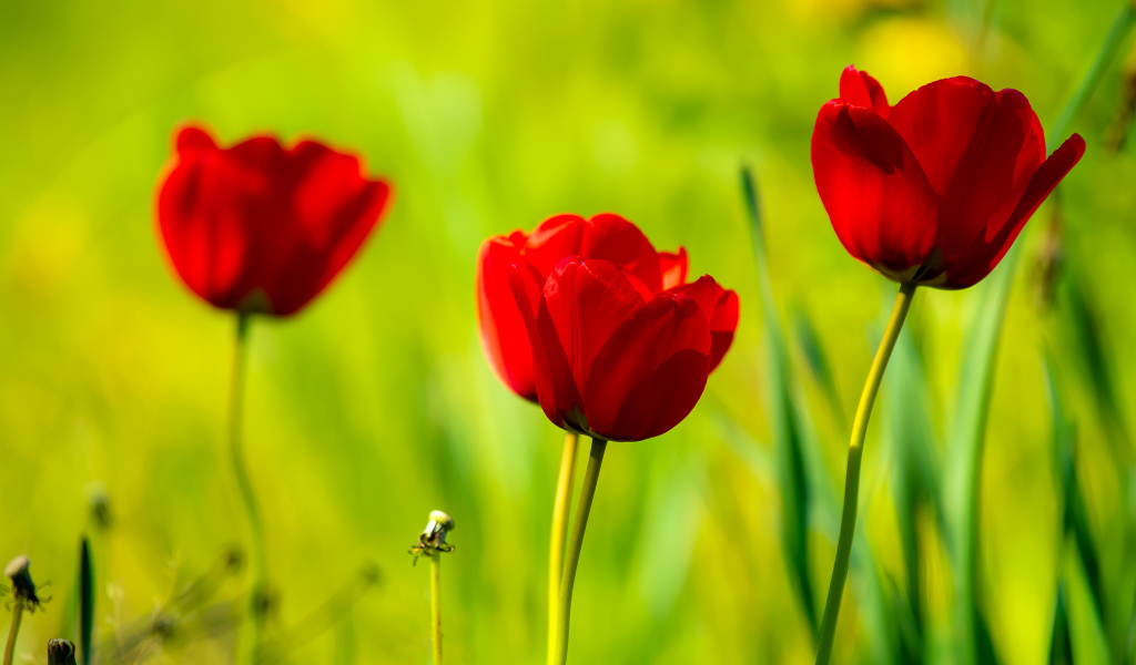 Четыре красных тюльпана в лучах солнца 