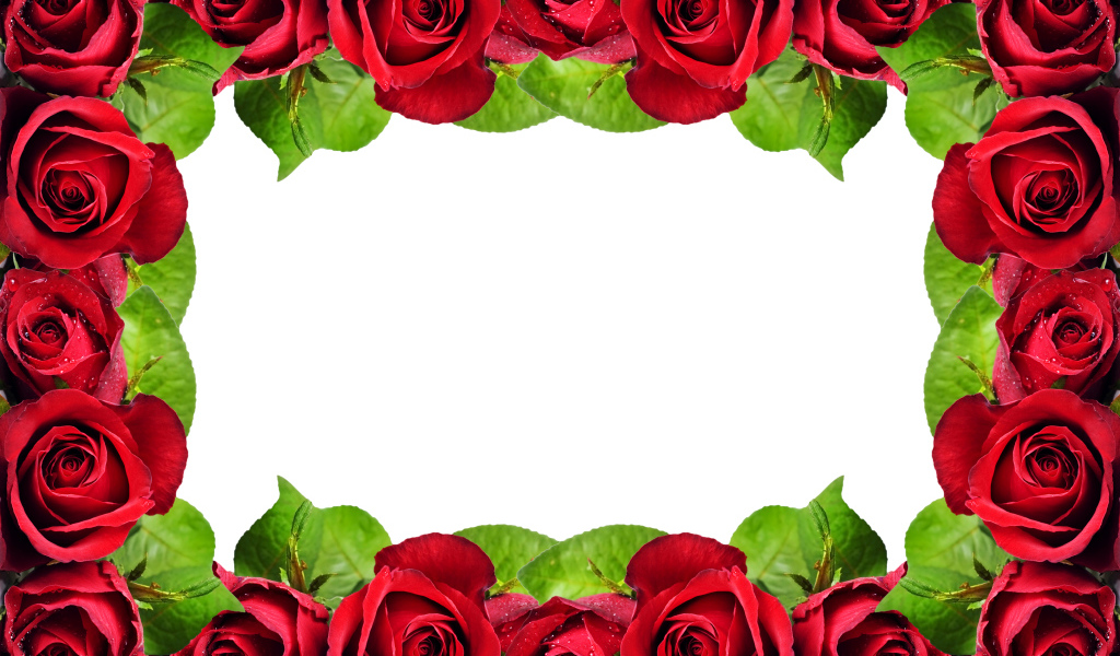 Рамка из красных роз на белом фоне