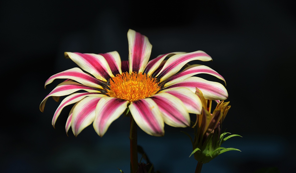 Газания крупным планом на черном фоне