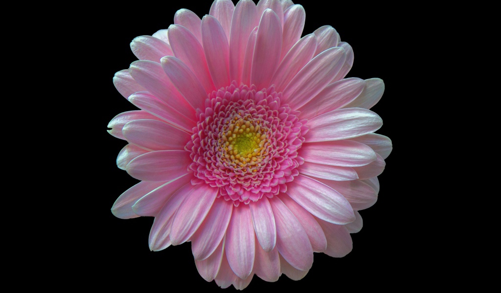 Нежная розовая гербера на черном фоне