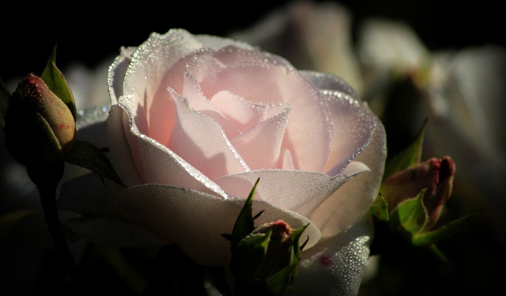 Нежно розовая роза с бутонами в каплях росы