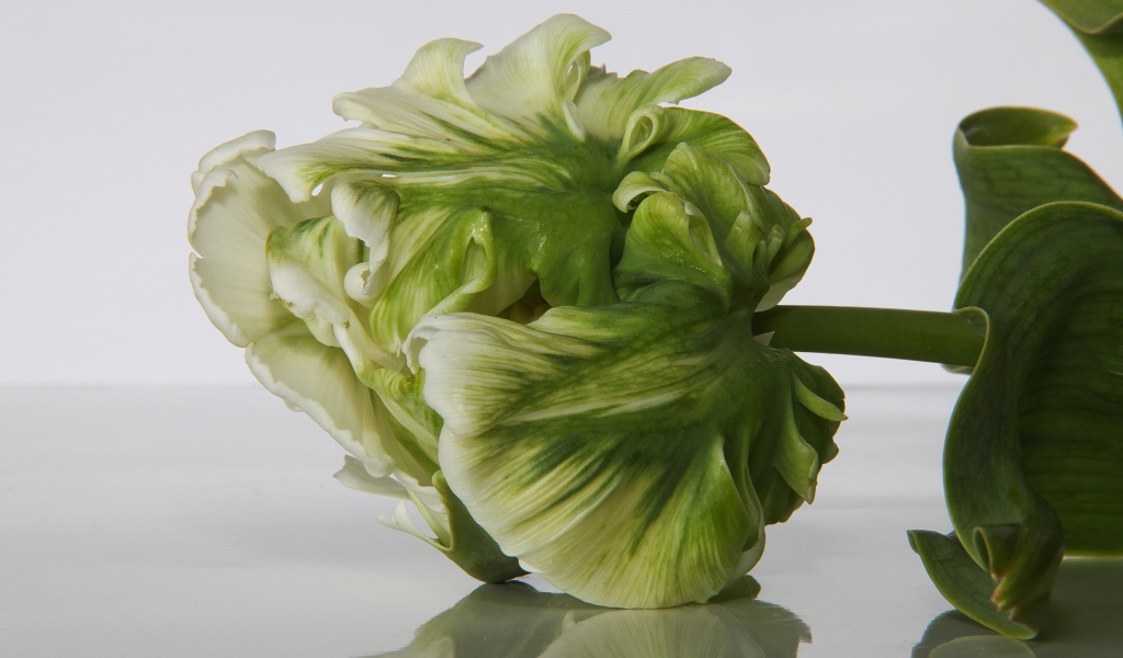 Зеленый с белым тюльпан крупным планом