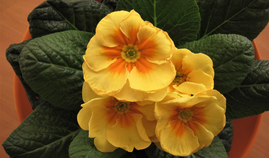 Комнатный цветок примула с желтыми цветами 