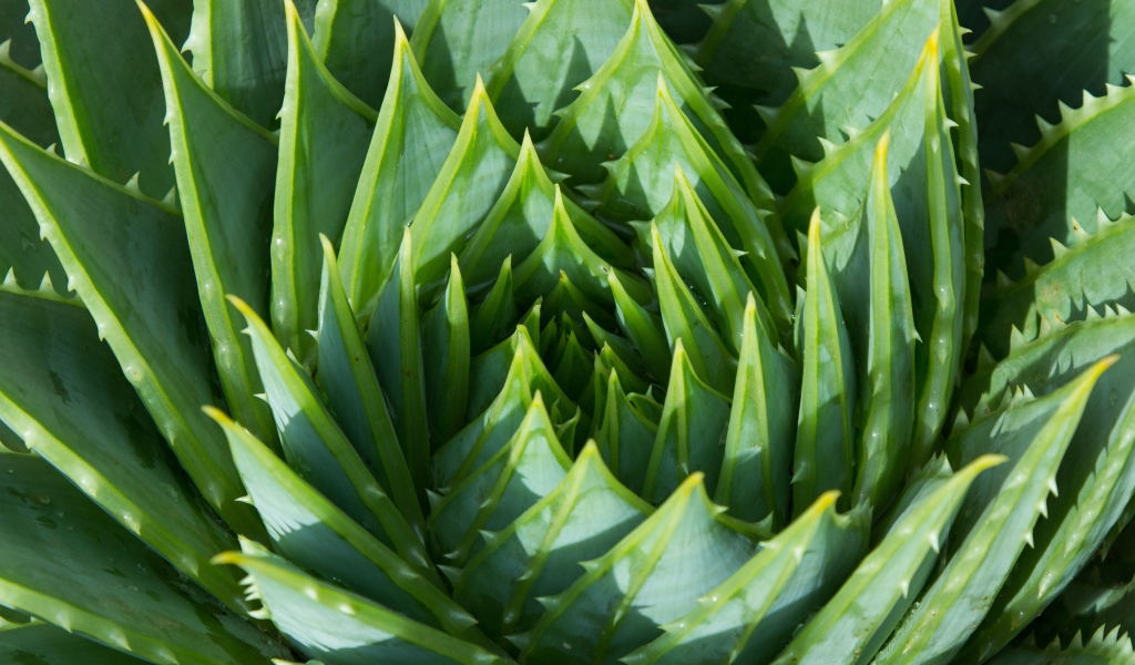Сочные зеленые листья цветка алоэ 