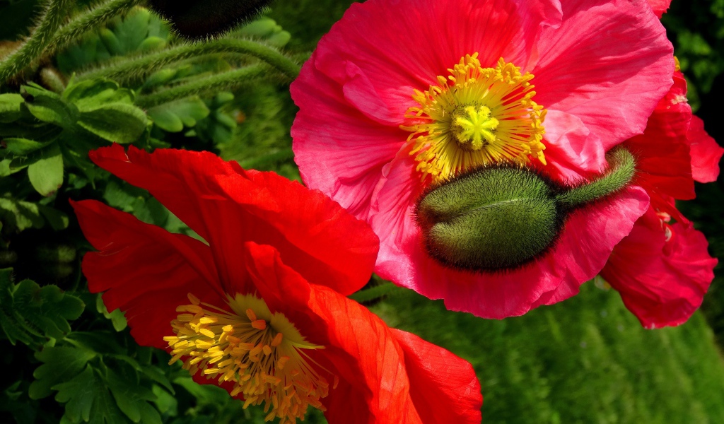 Большие красивые декоративные маки с бутонами