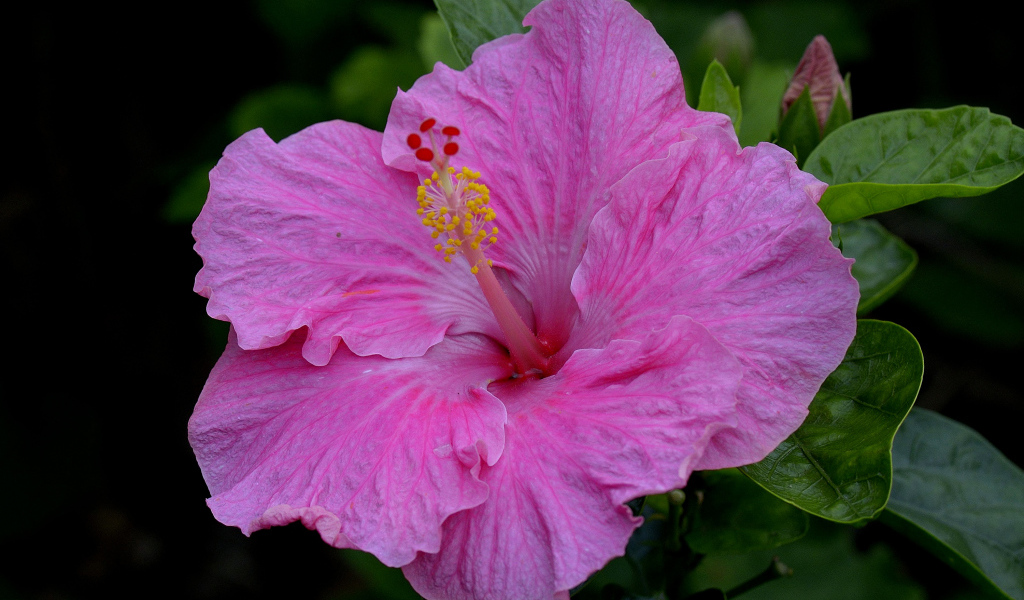 Большой красивый розовый цветок гибискуса