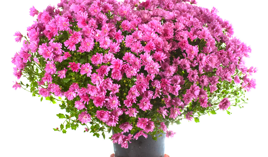 Большой букет розовых хризантем в горшке на белом фоне