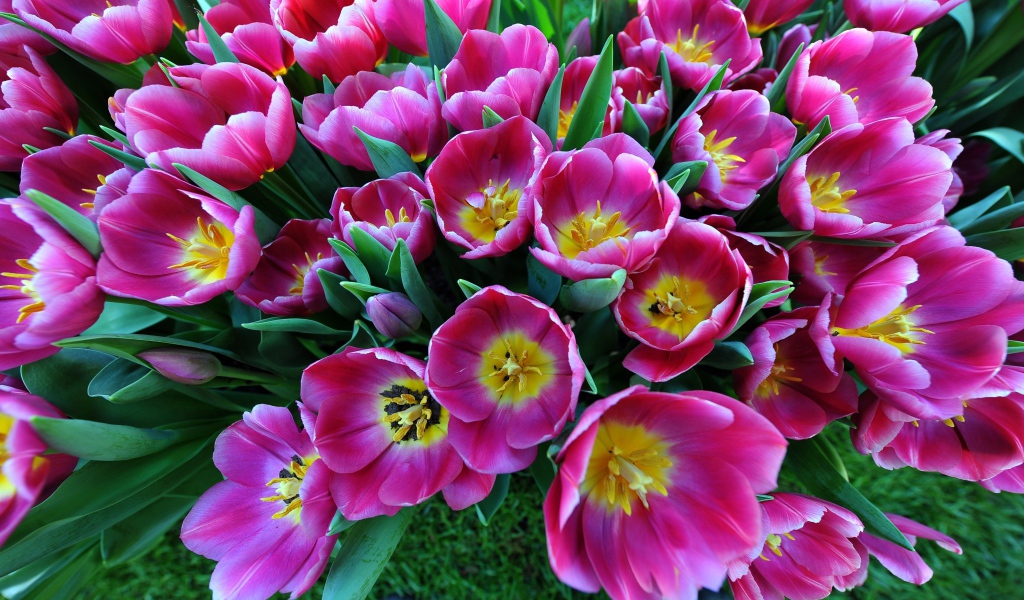 Большой букет розовых тюльпанов, вид сверху