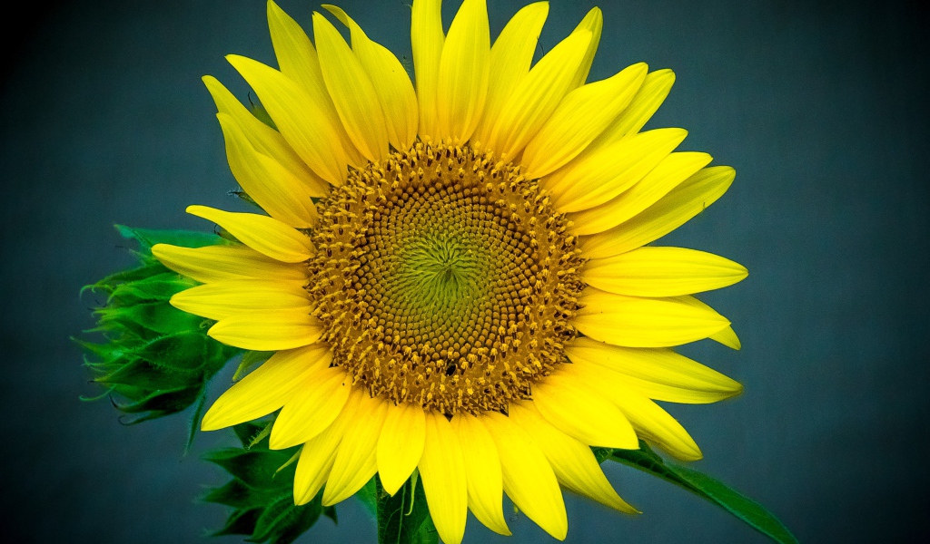 Большой цветок подсолнуха крупным планом