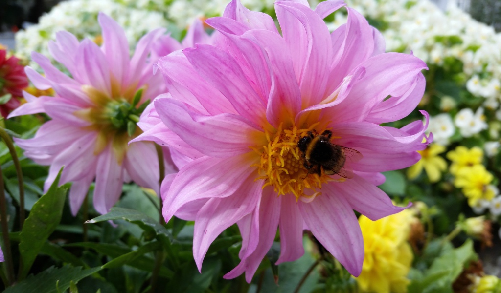 Крупные сиреневые георгины на клумбе