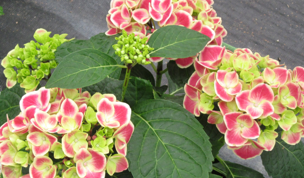 Большие розовые цветы гортензия