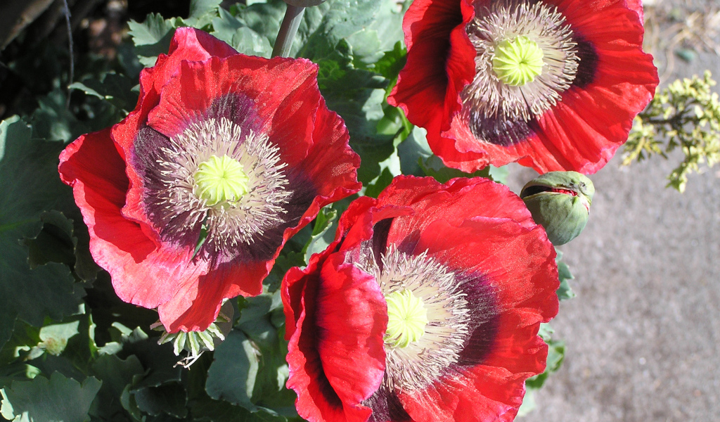 Большие красные маки крупным планом