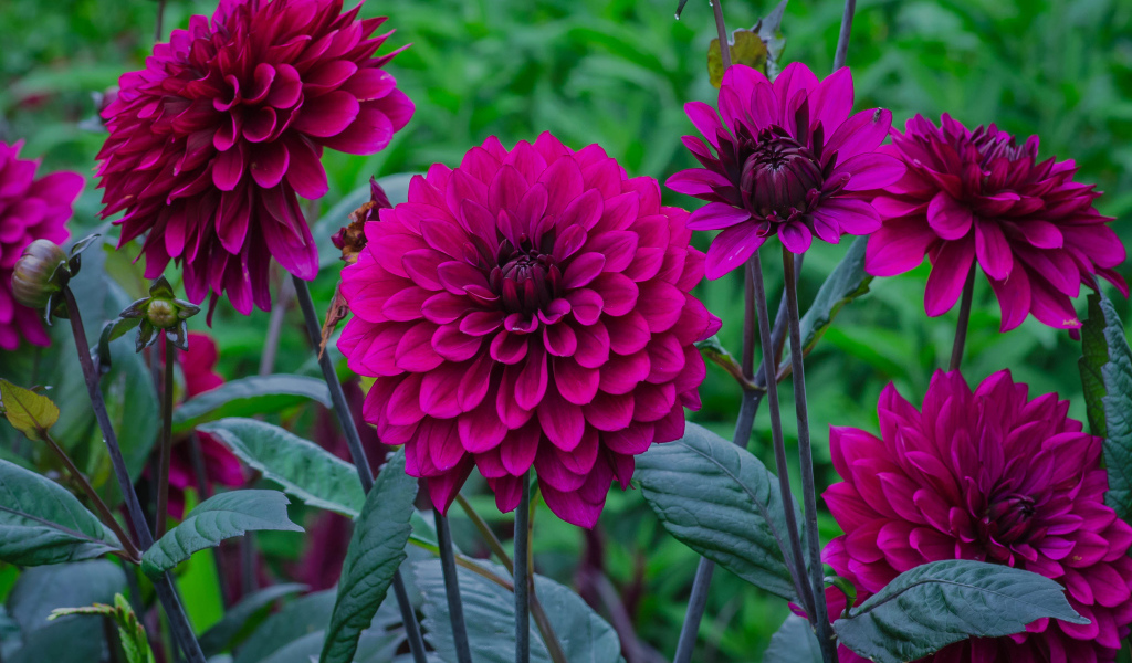 Сиреневые георгины с бутонами на клумбе 