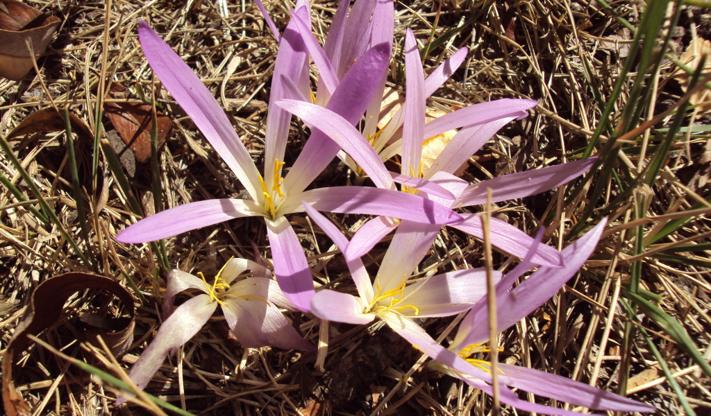 Сиреневые цветы крокуса распустились весной