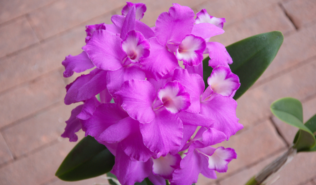 Сиреневые цветы орхидеи крупным планом