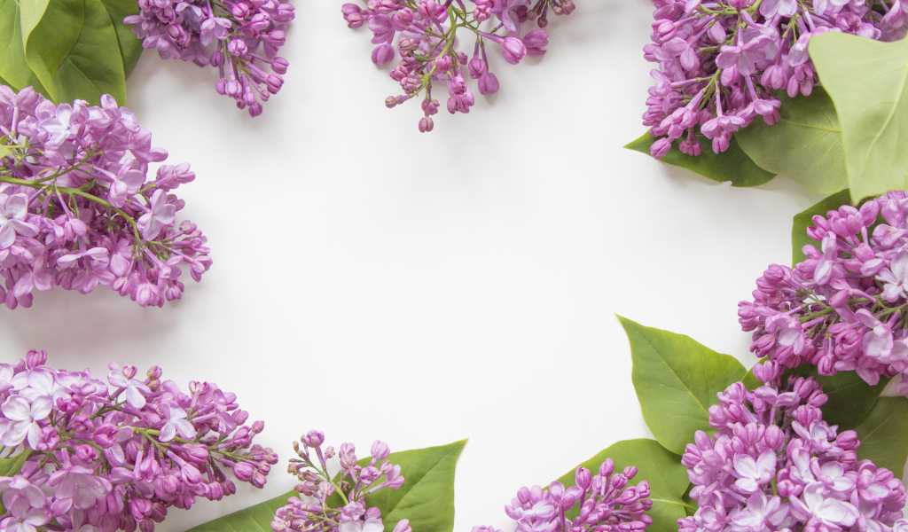 Цветы сирени на сером фоне 