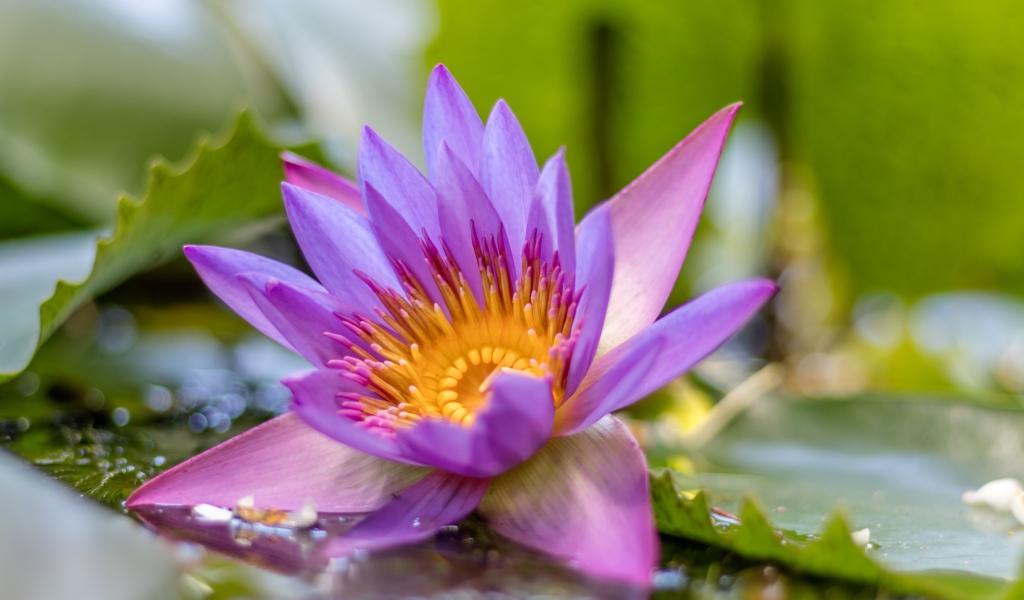 Сиреневый цветок лотоса в воде