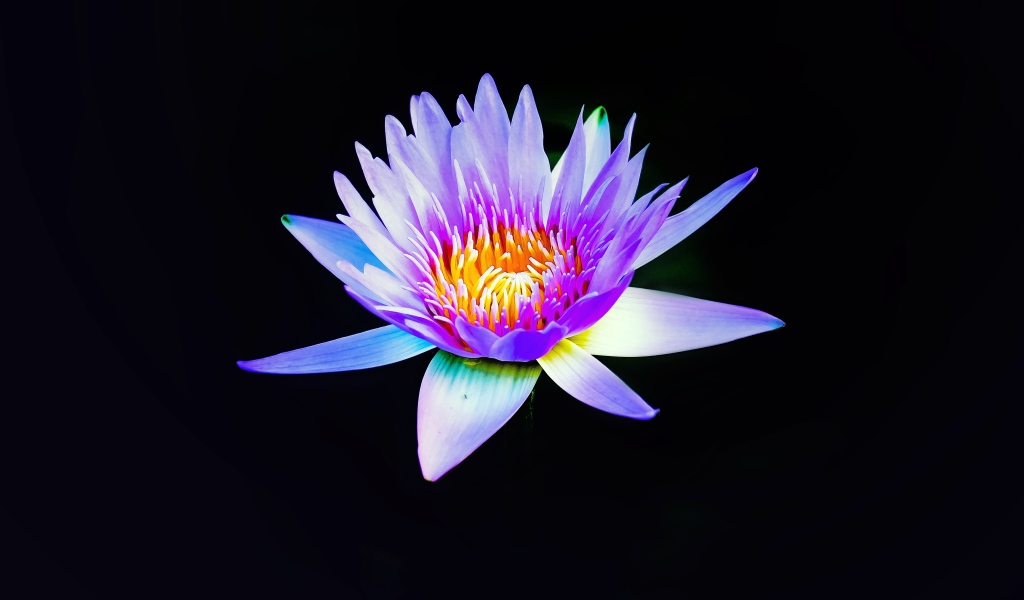 Lilac lotus flower on a black background close-up